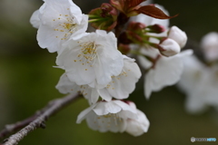 さくら花開く２