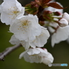 さくら花開く２