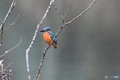 多摩御陵のカワセミ４