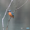多摩御陵のカワセミ４