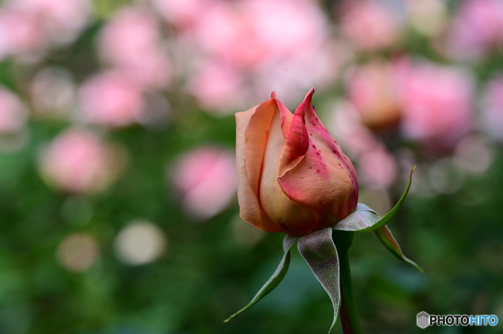 薔薇