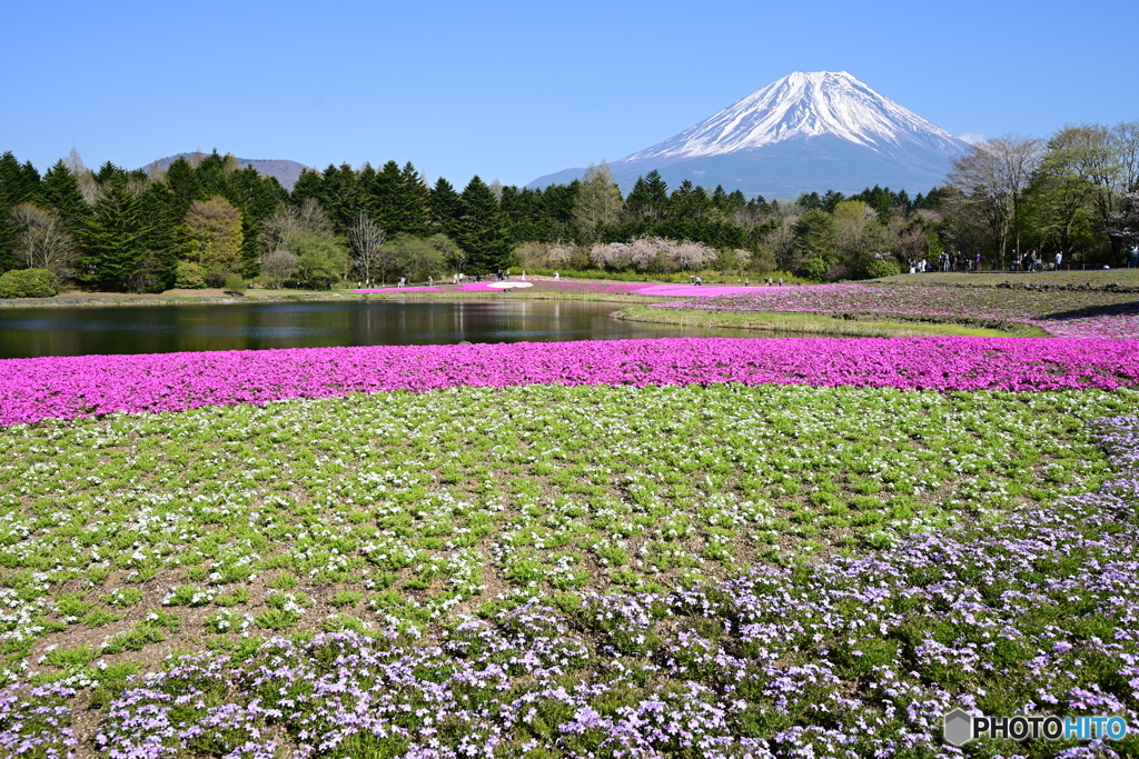 富士山を望む