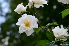 薔薇