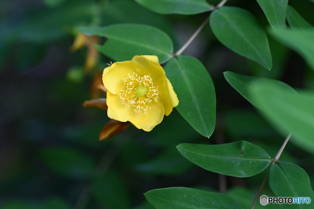 黄色い花
