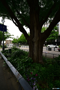 神奈川県庁舎前の大木
