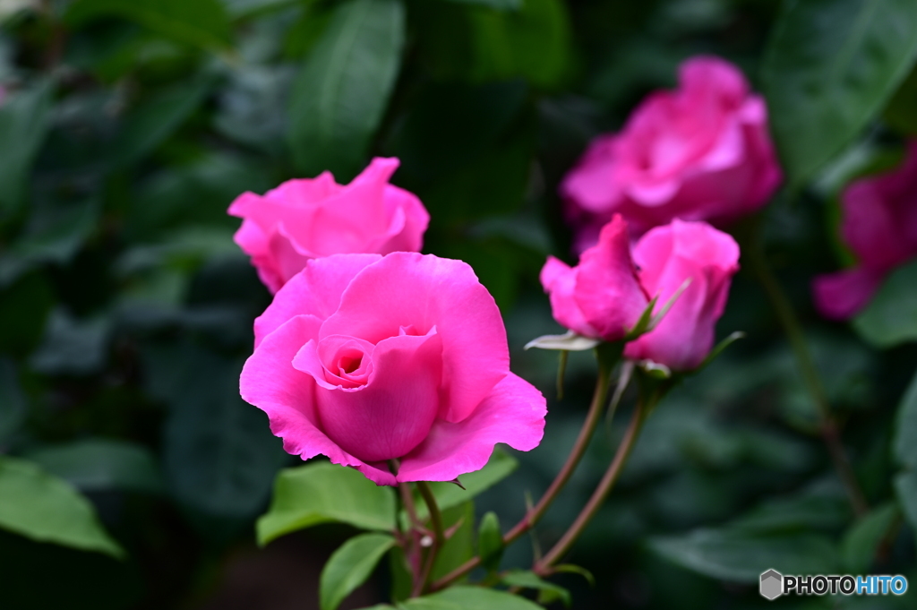 薔薇
