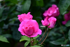 薔薇