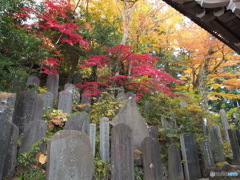 紅葉の高尾山薬王院参道