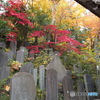 紅葉の高尾山薬王院参道