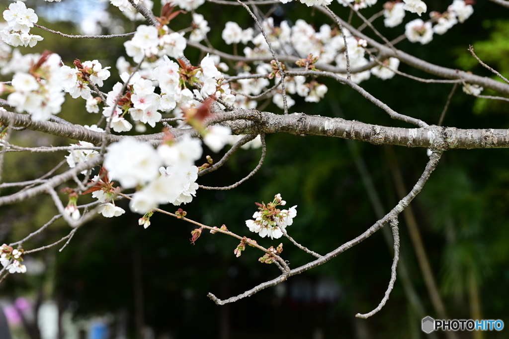 さくら花開く５