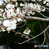 さくら花開く５