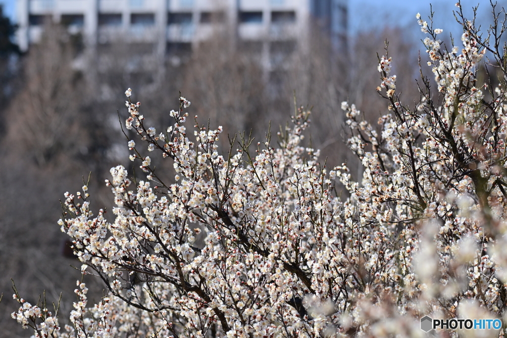 都立小山内裏公園の白梅３