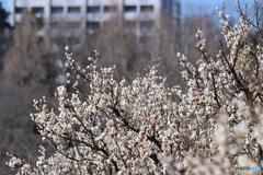 都立小山内裏公園の白梅３