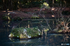 苔の小島