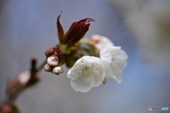 さくら花開く1