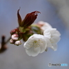 さくら花開く1