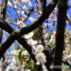 相模原北公園のメジロ２