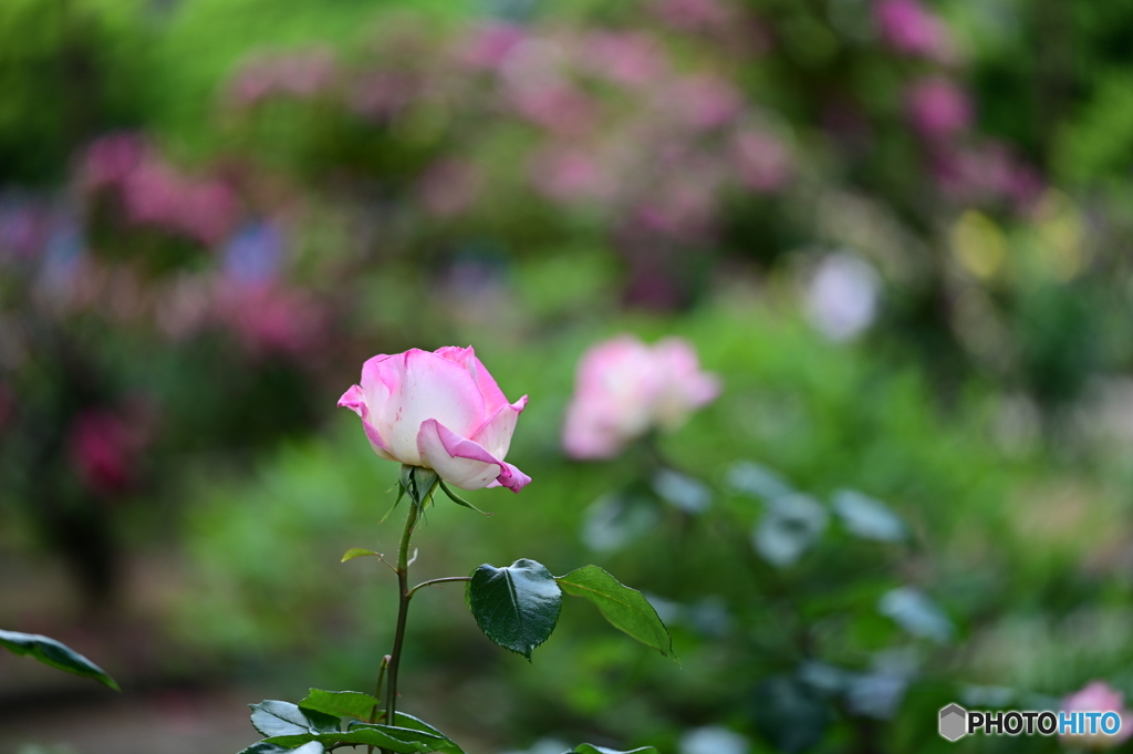 薔薇