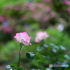 薔薇