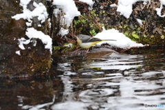 水場のキセキレイ