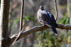 小宮公園のキジバト