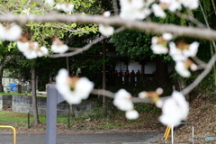 さくら花開く向こうにお地蔵様