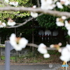 さくら花開く向こうにお地蔵様