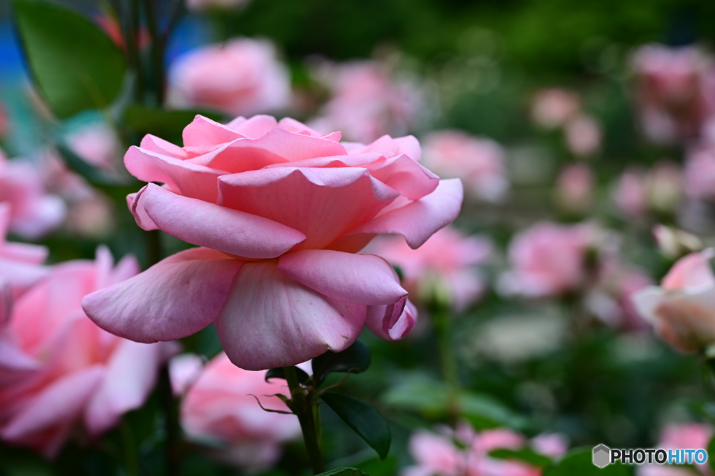 薔薇