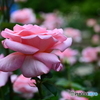 薔薇