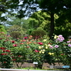 薔薇