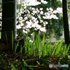 春の竹林