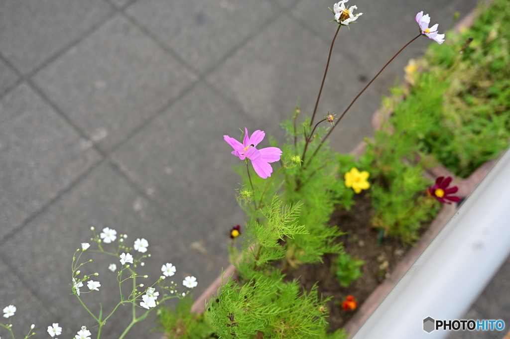 横田基地通り沿いの花