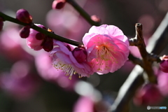 相模原北公園の梅