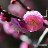 相模原北公園の梅