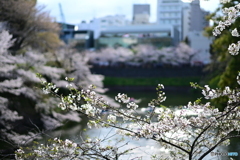 皇居の桜とインド大使館
