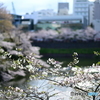 皇居の桜とインド大使館