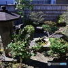 旧岩崎邸和館の内庭