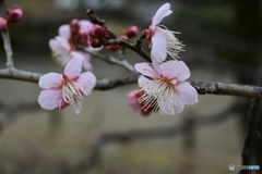 相模原北公園の梅３