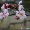 相模原北公園の梅３