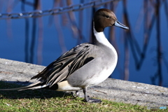 不忍池のオナガガモ