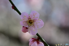 相模原北公園の梅２