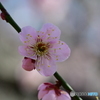 相模原北公園の梅２