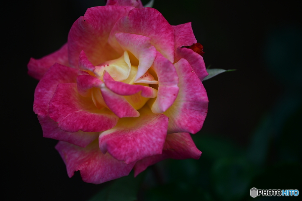 薔薇