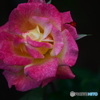 薔薇