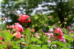 薔薇