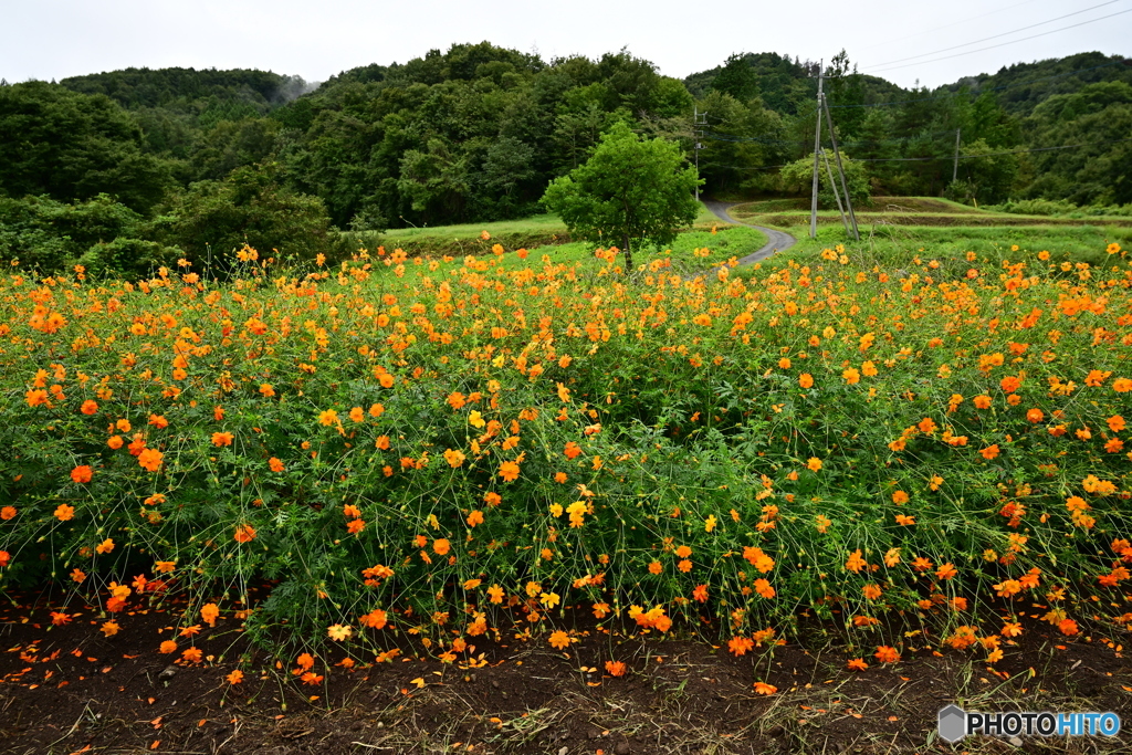 いもり街道花街道の花畑