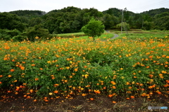 いもり街道花街道の花畑