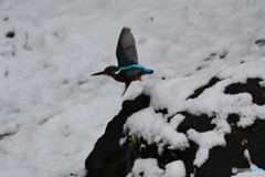 獲物へダッシュ