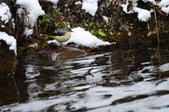 多摩御陵のキセキレイ