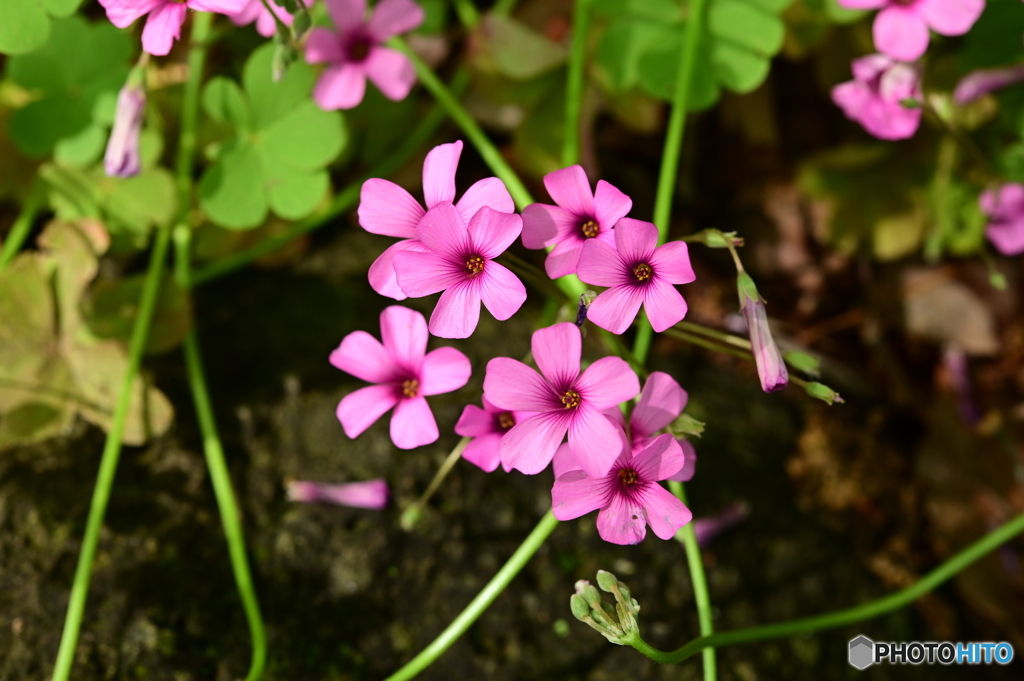 花の集まり